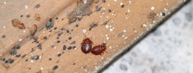 live bed bugs found in bed