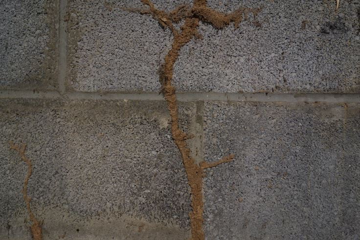 mud tubes climbing the walls from termites