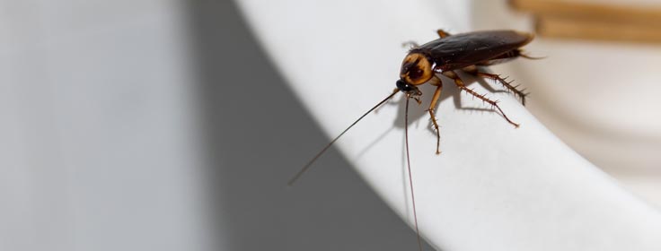 cockroach up-close on kitchen sink