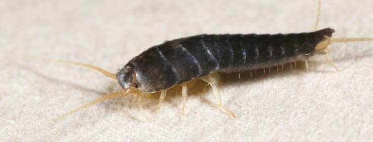 silverfish up-close on paper