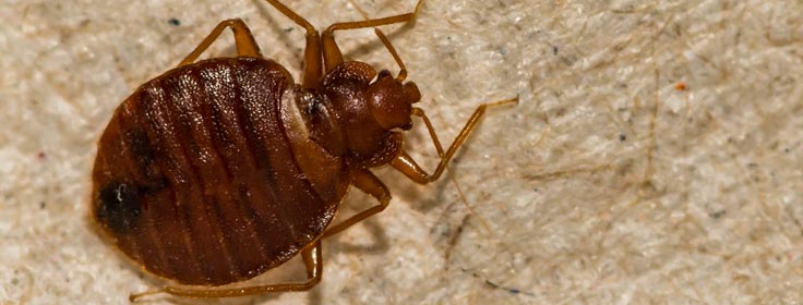 bed bug up-close on blanket