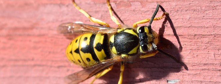 yellowjacket