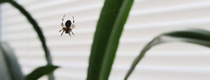 spider web inside home