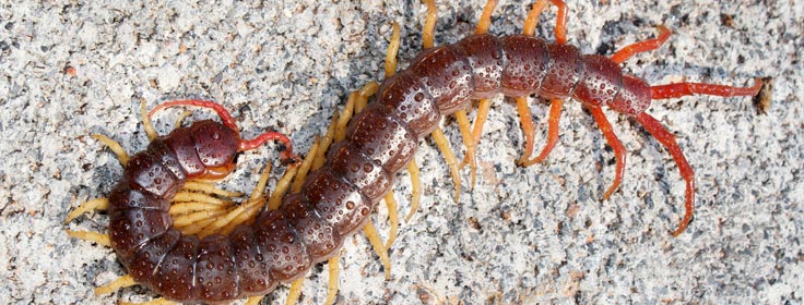 centipede