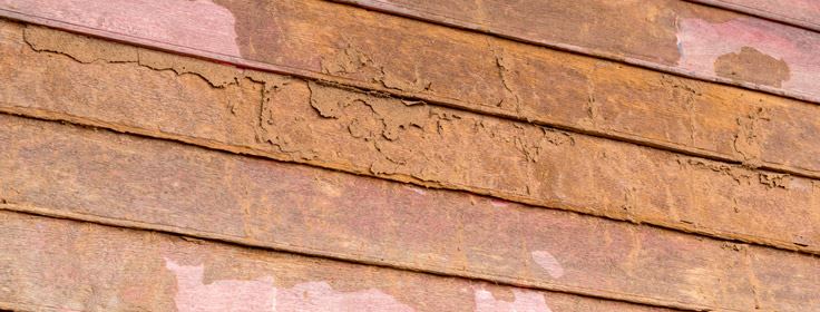 signs of exterior damage from termites