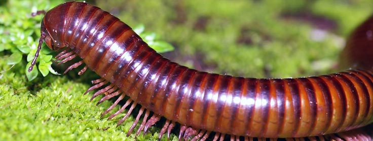large millipede up-close