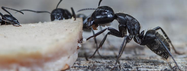 ant up-close eating breadcrumbs