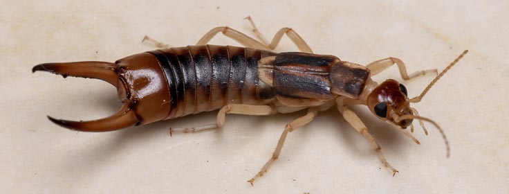 adult earwig up-close