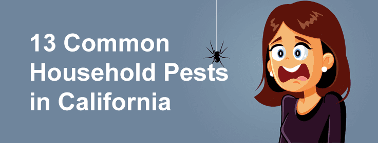 common household pests in california banner