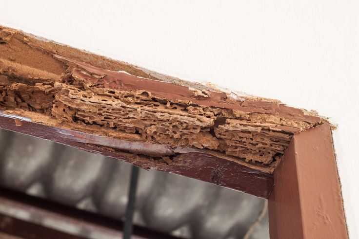crumbling damaged wood from termites