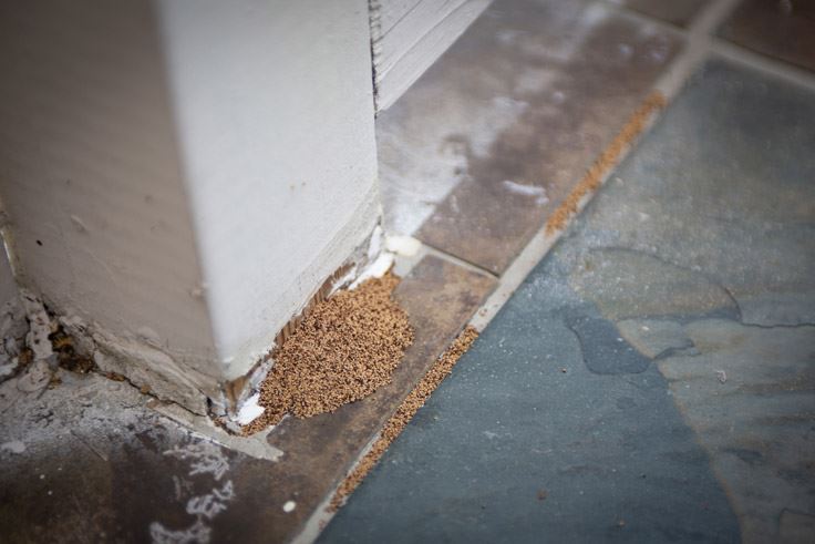 piles of dust from termites